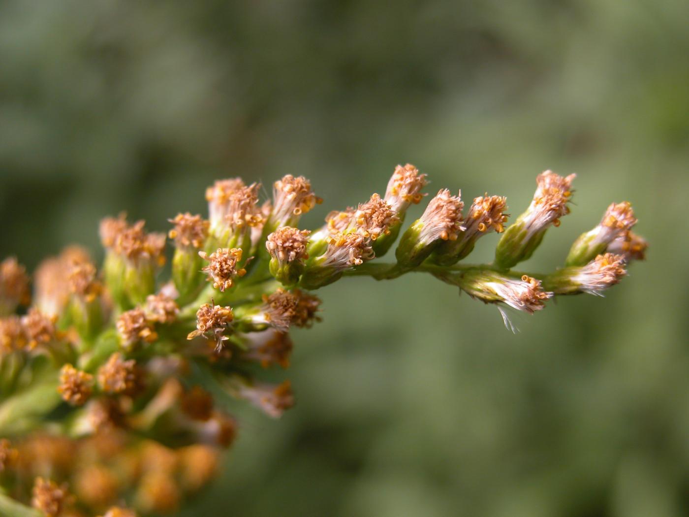 Golden Rod, Giant fruit